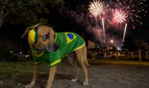 7 dicas para proteger os pets do estresse causado pelo barulho das comemorações dos jogos