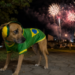 7 dicas para proteger os pets do estresse causado pelo barulho das comemorações dos jogos