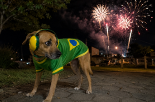 7 dicas para proteger os pets do estresse causado pelo barulho das comemorações dos jogos