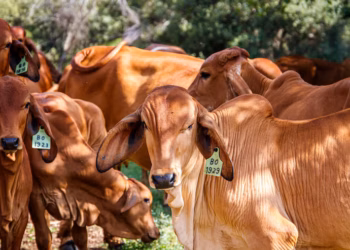 Nordeste amplia exportações de carne bovina em 51% e ganha espaço no mercado externo