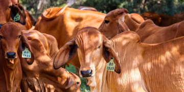 Nordeste amplia exportações de carne bovina em 51% e ganha espaço no mercado externo