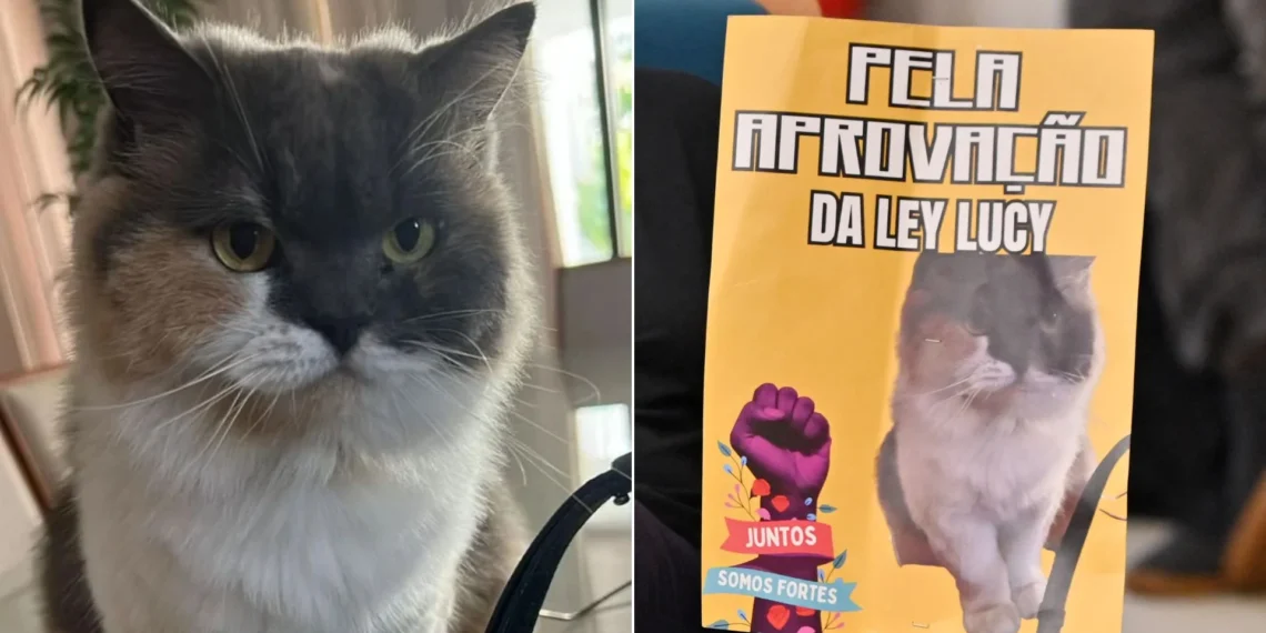 Lei Lucy: RN cria política de proteção para animais comunitários