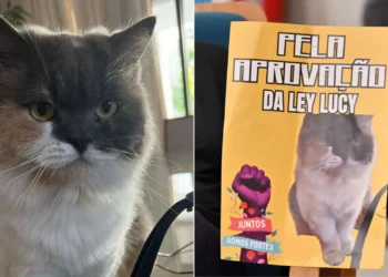 Lei Lucy: RN cria política de proteção para animais comunitários
