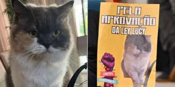 Lei Lucy: RN cria política de proteção para animais comunitários