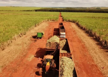 Incentivo de R$ 300 milhões à cana pode fortalecer produtores e usinas do Rio Grande do Norte