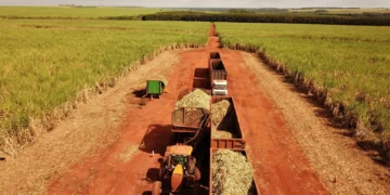 Incentivo de R$ 300 milhões à cana pode fortalecer produtores e usinas do Rio Grande do Norte