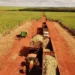 Incentivo de R$ 300 milhões à cana pode fortalecer produtores e usinas do Rio Grande do Norte