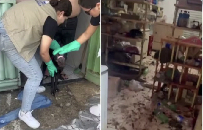 25 cães e gatos de raça em situação de maus-tratos são resgatados em Mossoró