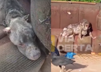 Pitbull é resgatado ferido e cercado por urubus em Natal; ONG pede ajuda