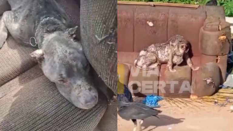 Pitbull é resgatado ferido e cercado por urubus em Natal; ONG pede ajuda