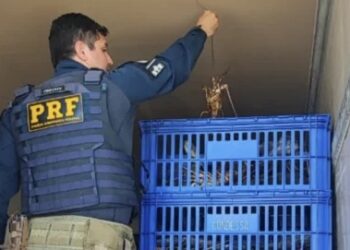 PRF apreende mais de 800 kg de lagosta transportada irregularmente na BR-304 em Mossoró