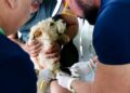 Parnamirim: Segundo dia de pré-campanha de vacinação antirrábica imuniza mais de 700 cães e gatos