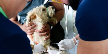 Parnamirim: Segundo dia de pré-campanha de vacinação antirrábica imuniza mais de 700 cães e gatos