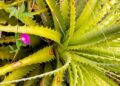 Plantas-berçários na Caatinga
