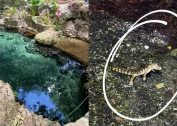 Olheiro de Pureza tem banho interditado após aparecimento de jacaré