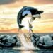 ‘Free Willy’: Clássico da “sessão da tarde” deve ganhar reboot nas telonas