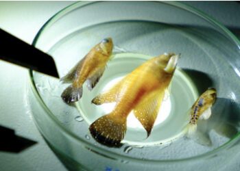 Peixes das nuvens: Pesquisa da UFRN descobre duas novas espécies de peixes
