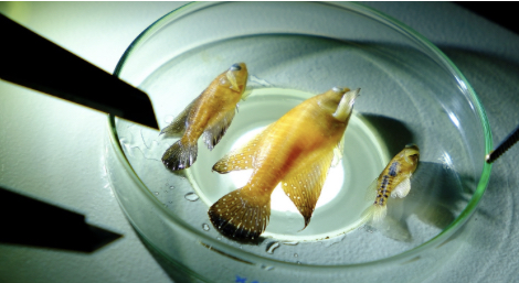 Peixes das nuvens: Pesquisa da UFRN descobre duas novas espécies de peixes