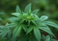 RN regulamenta acesso a canabidiol pelo SUS para pacientes com epilepsias resistentes a medicamentos