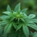 RN regulamenta acesso a canabidiol pelo SUS para pacientes com epilepsias resistentes a medicamentos