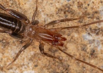 Novidades de 8 patas: Duas espécies de aracnídeos são descobertas na Caatinga potiguar