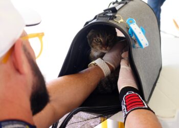 Parnamirim avança na vacinação antirrábica com imunização de mais 1.331 animais no último sábado