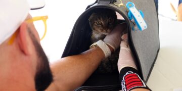 Parnamirim avança na vacinação antirrábica com imunização de mais 1.331 animais no último sábado