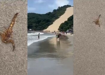 Era o que faltava: vídeo mostra escorpiões na areia de Ponta Negra