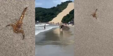 Era o que faltava: vídeo mostra escorpiões na areia de Ponta Negra