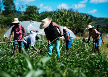 Nordeste domina seis culturas agrícolas e RN lidera produção de melão
