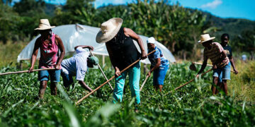 Nordeste domina seis culturas agrícolas e RN lidera produção de melão