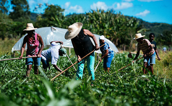 Nordeste domina seis culturas agrícolas e RN lidera produção de melão