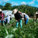 Nordeste domina seis culturas agrícolas e RN lidera produção de melão