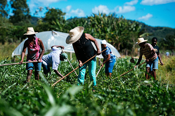 Nordeste domina seis culturas agrícolas e RN lidera produção de melão