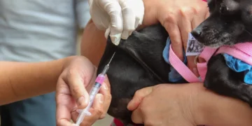 Natal terá cinco postos de vacinação antirrábica neste sábado (12)