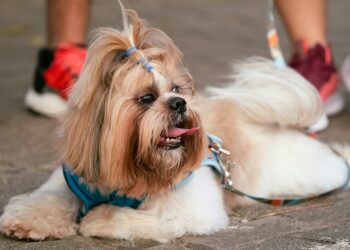 Natal Pet Family estreia na Arena das Dunas com programação para toda a família e seus pets