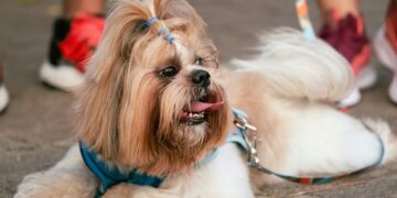 Natal Pet Family estreia na Arena das Dunas com programação para toda a família e seus pets