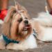 Natal Pet Family estreia na Arena das Dunas com programação para toda a família e seus pets