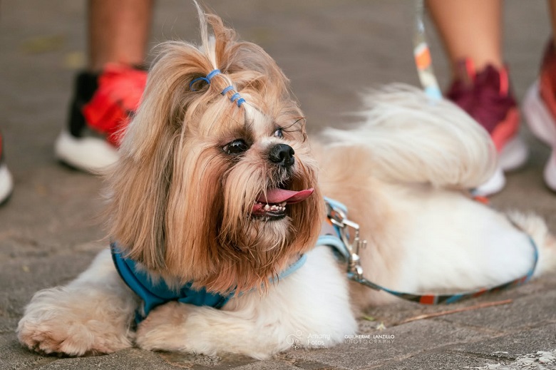 Natal Pet Family estreia na Arena das Dunas com programação para toda a família e seus pets