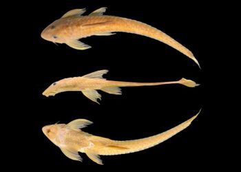 Pesquisa UFRN: Descobertas na Natureza