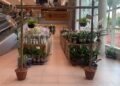 Holambra celebra a primavera com Feira de Flores que reúne mais de 200 espécies a partir de R$ 5