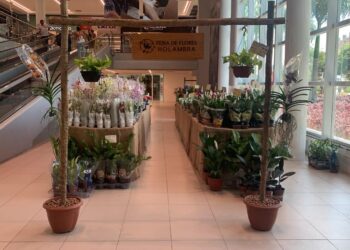 Holambra celebra a primavera com Feira de Flores que reúne mais de 200 espécies a partir de R$ 5