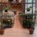 Holambra celebra a primavera com Feira de Flores que reúne mais de 200 espécies a partir de R$ 5