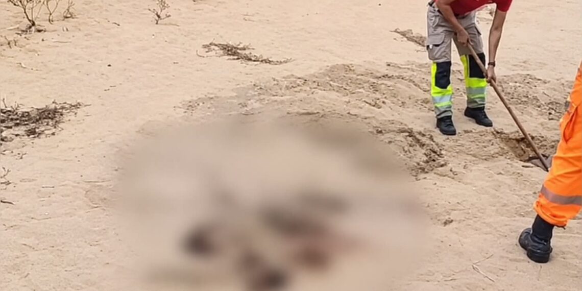 Quatro corpos são encontrados em área de morro em Felipe Camarão
