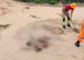 Quatro corpos são encontrados em área de morro em Felipe Camarão